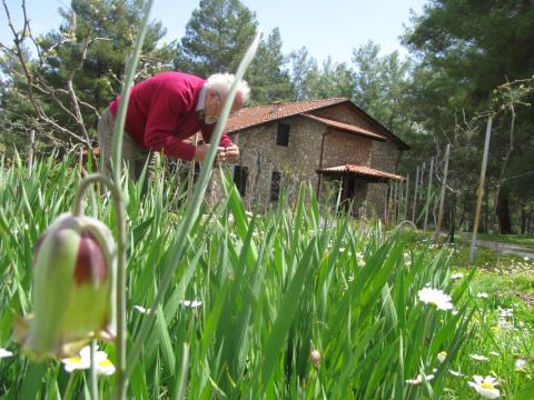 Dikencik Cottages