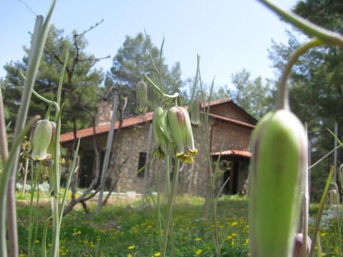 Dikencik Cottages